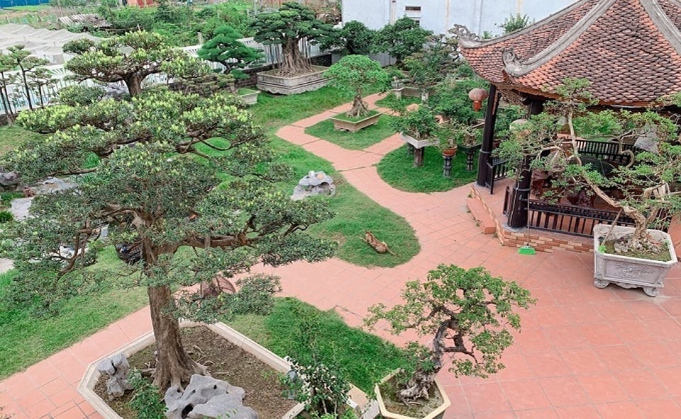 Khu vườn rộng 2000 m2 đẹp như tranh, sở hữu nhiều cây bạc tỷ ở Hà Nội - 1 Khu vườn rộng 2000 m2 đẹp như tranh, sở hữu nhiều cây bạc tỷ ở Hà Nội - 1