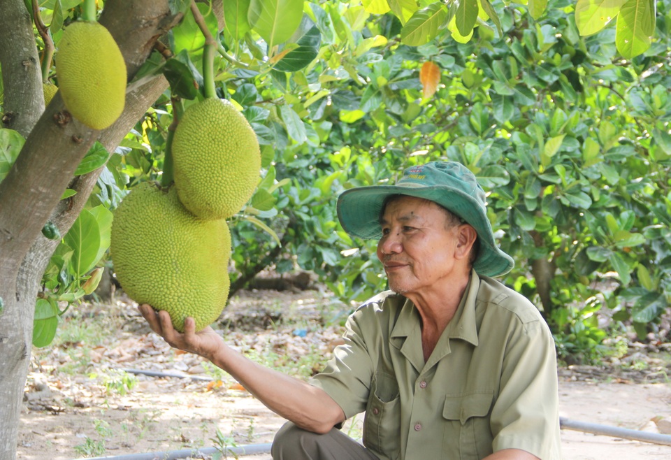Phú Yên: Trồng cây cho quả thơm “nức mũi”…thu 200 triệu đồng/năm - 1