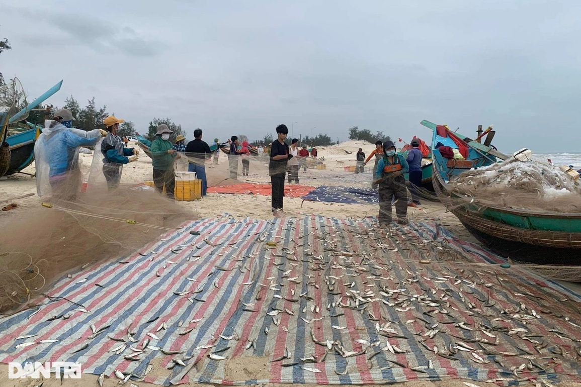 Sau ruốc biển, ngư dân lại trúng đậm cá trích những ngày Tết cận kề - 1 Sau ruốc biển, ngư dân lại trúng đậm cá trích những ngày Tết cận kề - 1