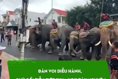 Đàn voi diễu hành, quỳ gối tiễn biệt "vua voi" Tây Nguyên