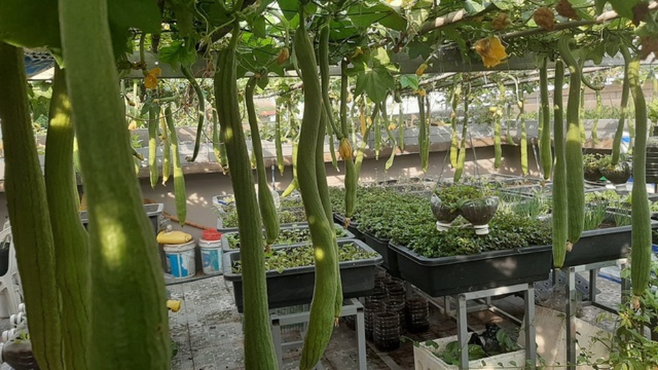 Cảnh trồng rau, nuôi gà, thả cá trên sân thượng của những nông dân phố - 5 Cảnh trồng rau, nuôi gà, thả cá trên sân thượng của những nông dân phố - 5