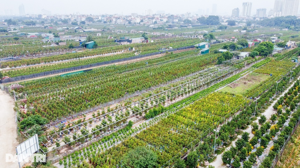 Loại quất có rễ chồi khỏi đất, hình dáng lạ hút khách săn lùng - 1 Loại quất có rễ chồi khỏi đất, hình dáng lạ hút khách săn lùng - 1