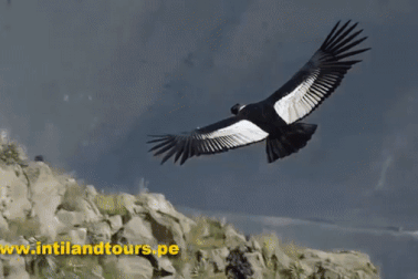 Hàng chục thần ưng quý hiếm bất ngờ "chết như ngả rạ"