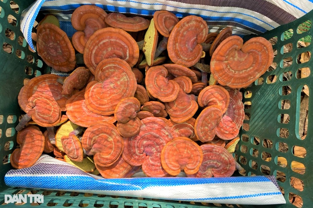 Liều trồng nấm linh chi đỏ dưới tán rừng, nào ngờ thu tiền triệu mỗi nhánh - 5