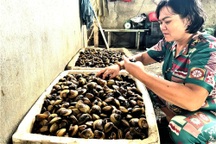 Con đặc sản nằm ở đáy sông Hương khiến cả nông dân và nhà khoa học đều lo một dự báo xấu