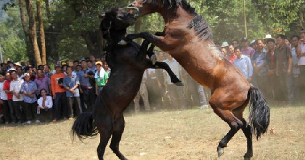 Horse fight. Разъяренная лошадь. Horse fight. Драка диких лошадей. Horse fight.