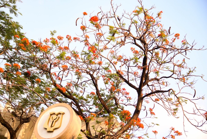 Sắc màu tuổi học trò của bộ đôi Phượng Vỹ - Bằng Lăng trong buổi chiều nắng hè dịu dàng - Ảnh 1. Sắc màu tuổi học trò của bộ đôi Phượng Vỹ - Bằng Lăng trong buổi chiều nắng hè dịu dàng - Ảnh 1.