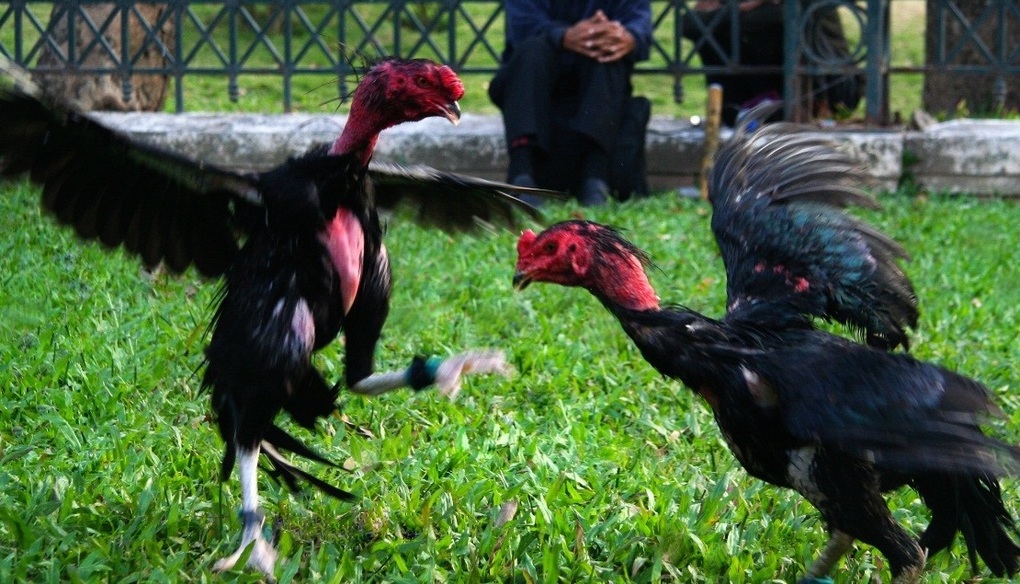 Lập 21 tài khoản mạng xã hội để lừa đảo bán gà chọi, chim cảnh - 1