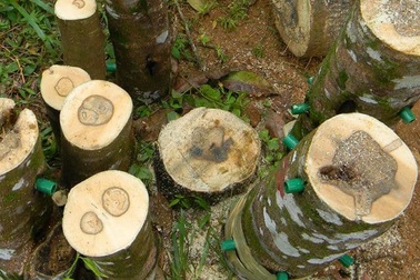 Trầm hương có ý nghĩa gì mà thương lái "quát" tiền tỉ cho mỗi giao dịch?