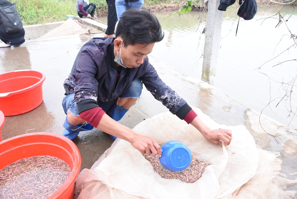 Về thủ phủ nuôi đặc sản con nhung nhúc, béo tròn, muốn ăn đến mùa mới có - 12