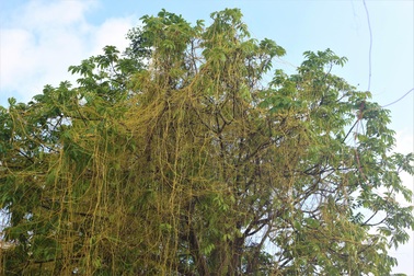 Hà Nội: Dây tơ hồng quấn như "ma trận" đe dọa một loạt cây xanh