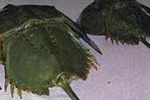 Ăn nhầm so biển, cả nhà nhập viện