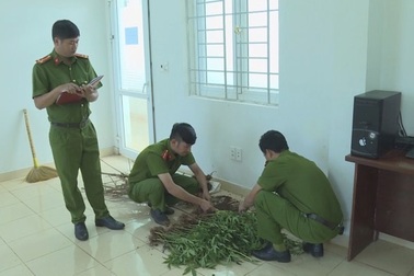 Hàng trăm cây cần sa được trồng trong... rẫy cà phê