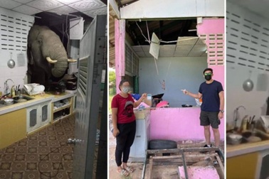 Voi đói bụng phá tường nhà dân, vào bếp tìm đồ ăn giữa đêm khuya