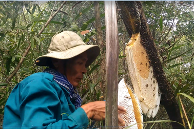 Nhọc nhằn nghề săn ong lấy mật ở rừng U Minh Hạ