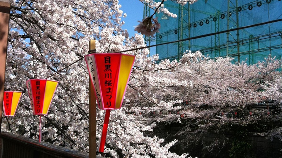 Vẻ đẹp của dòng sông sakura giữa mùa xuân tại Nhật Bản - 2 Vẻ đẹp của dòng sông sakura giữa mùa xuân tại Nhật Bản - 2