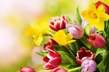 Trang hoàng Windows đón 8/3 với bộ sưu tập hình nền hoa đầy màu sắc