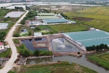 Hàng loạt trại lợn xả thải gây ô nhiễm, cả nghìn hộ dân sống khốn khổ