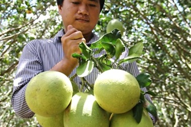 Nguy cơ khan hiếm trái cây phục vụ Tết!