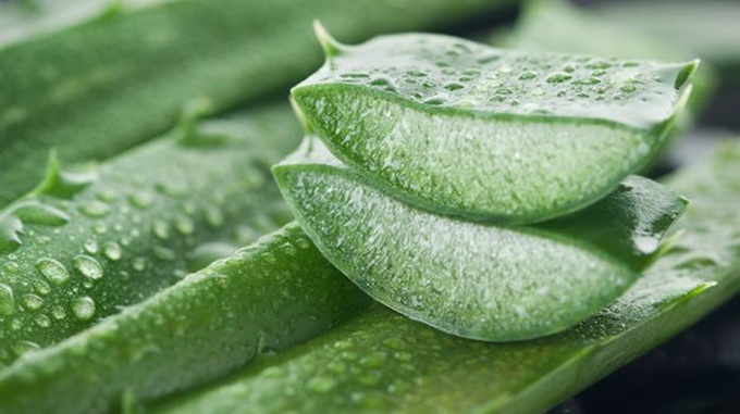 Nếu có sẵn gel lô hội, bạn có thể dùng miếng gel lô hội chà lên môi.