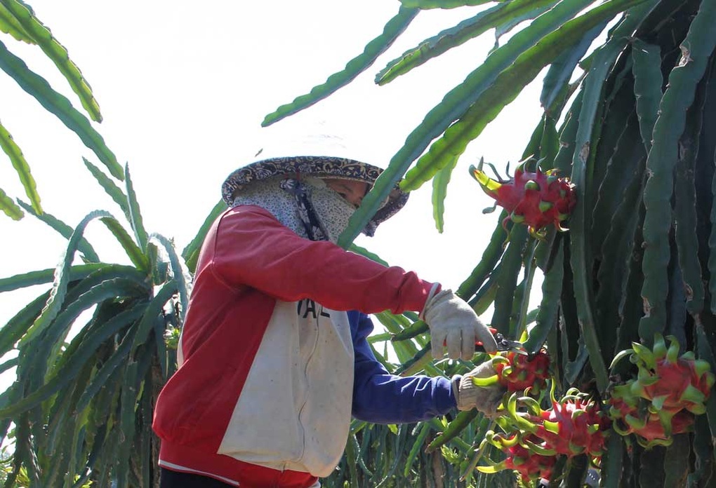 Những “đầu tàu” giúp nông dân thoát nghèo - 1 Những “đầu tàu” giúp nông dân thoát nghèo - 1