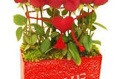 Sốt tìm tình yêu qua Internet