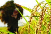 VCCI đề nghị loại bỏ nhiều "chốt chặn" cuối cùng về xuất khẩu gạo