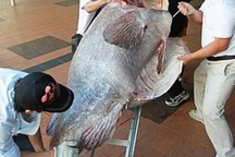 Cận cảnh cá mú nặng 270kg được mua hơn 121 triệu