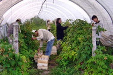 Sinh viên Việt Nam “nhắm mắt làm chui” ở Pháp