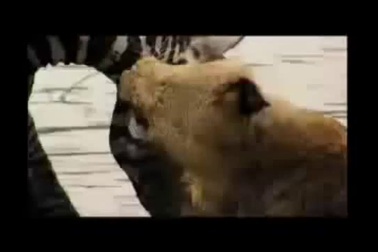 Cận cảnh ngựa vằn dìm sư tử sặc nước để thoát thân