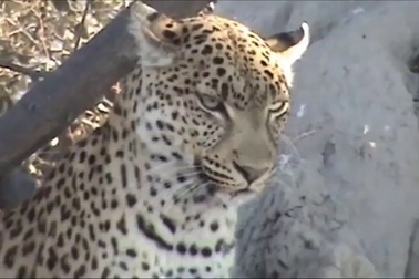 Cận cảnh báo đốm “mướt mồ hôi” để hạ gục lợn rừng