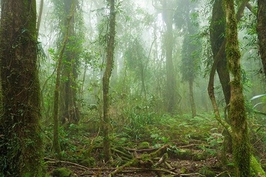 Rừng Amazon có lẽ không thể cứu vãn được nữa