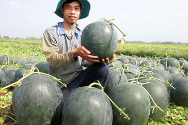 Khóc ròng vì cây, trái “độc”