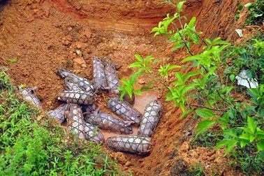 Hãi hùng cung đường nhập lậu thịt lợn 10.000 đồng/kg từ Trung Quốc