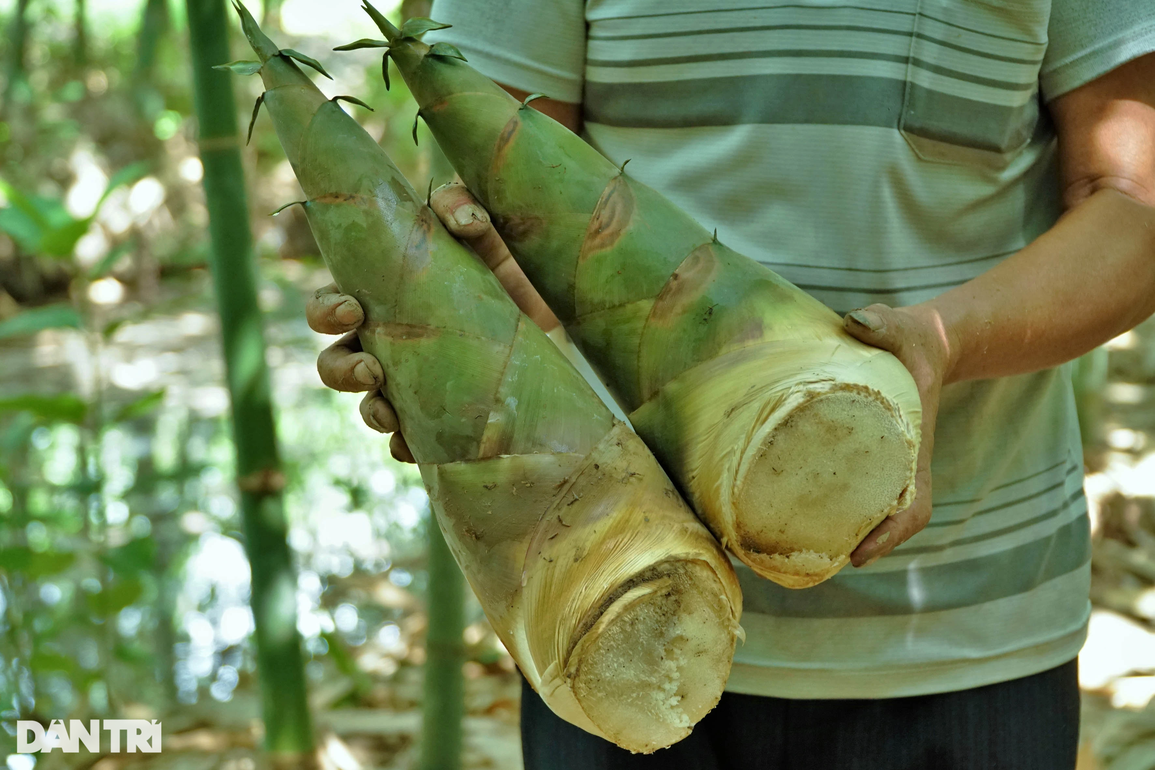 Sở hữu giống tre lạ cho măng bốn mùa, lão nông kiếm tiền triệu mỗi ngày - 5 Sở hữu giống tre lạ cho măng bốn mùa, lão nông kiếm tiền triệu mỗi ngày - 5