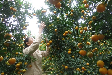 Quất Tết được mùa, được giá