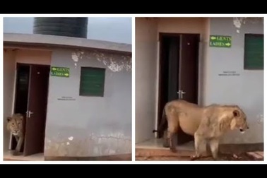 Sư tử gây sốc khi đi ra từ... nhà vệ sinh công cộng