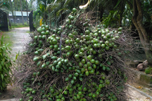 Trung Quốc đột ngột giảm mua, giá cau tươi lại tuột dốc không phanh sau khi tăng chạm nóc?