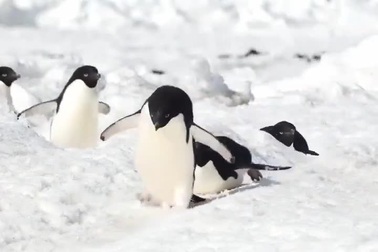 Cách giúp loài chim cánh cụt di chuyển nhanh hơn trên mặt băng
