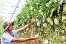 Trồng rau treo thẳng thu tiền tỷ