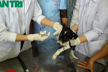 Tân  sinh viên ngành Thú y tò mò xem cách chữa bệnh cho thú cưng