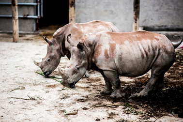 6 con tê giác chết bất thường tại khu sinh thái ở Nghệ An