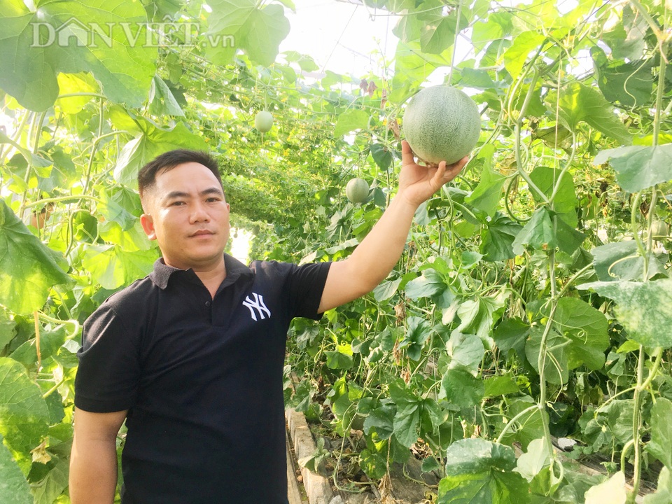 8X bỏ làm cán bộ, về cắm sổ đỏ, trồng dưa lưới, kiếm vài trăm triệu/năm - 1 8X bỏ làm cán bộ, về cắm sổ đỏ, trồng dưa lưới, kiếm vài trăm triệu/năm - 1