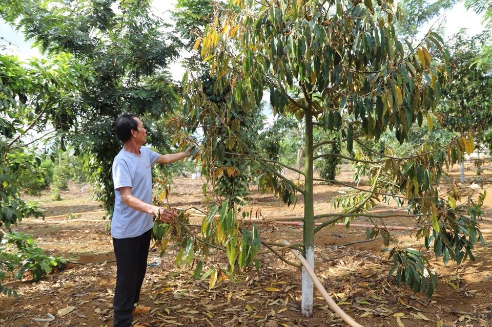 Công an điều tra nghi án đầu độc vườn sầu riêng của nông dân - 4