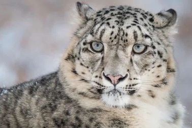 Ba con báo tuyết trong công viên chết vì Covid-19