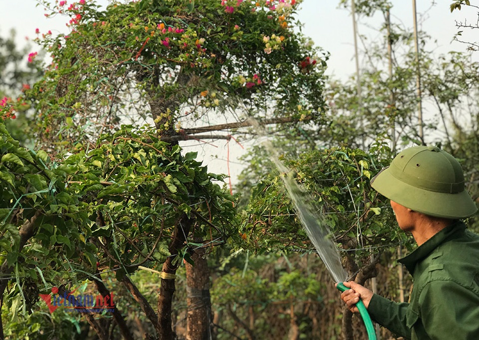 600 triệu đồng một gốc hoa giấy ngũ sắc, đại gia xuống tiền chơi Tết - 6 600 triệu đồng một gốc hoa giấy ngũ sắc, đại gia xuống tiền chơi Tết - 6
