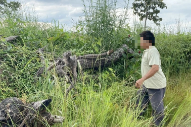 Doanh nghiệp để mất hơn 320ha rừng, nhiều dấu hiệu phức tạp