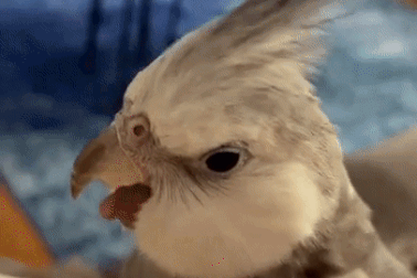 Clip: Chú vẹt xinh đẹp gây sốt vì "hát" quá hay