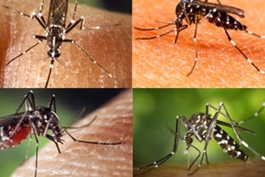 Dịch sốt xuất huyết đang bùng phát tại nhiều quốc gia