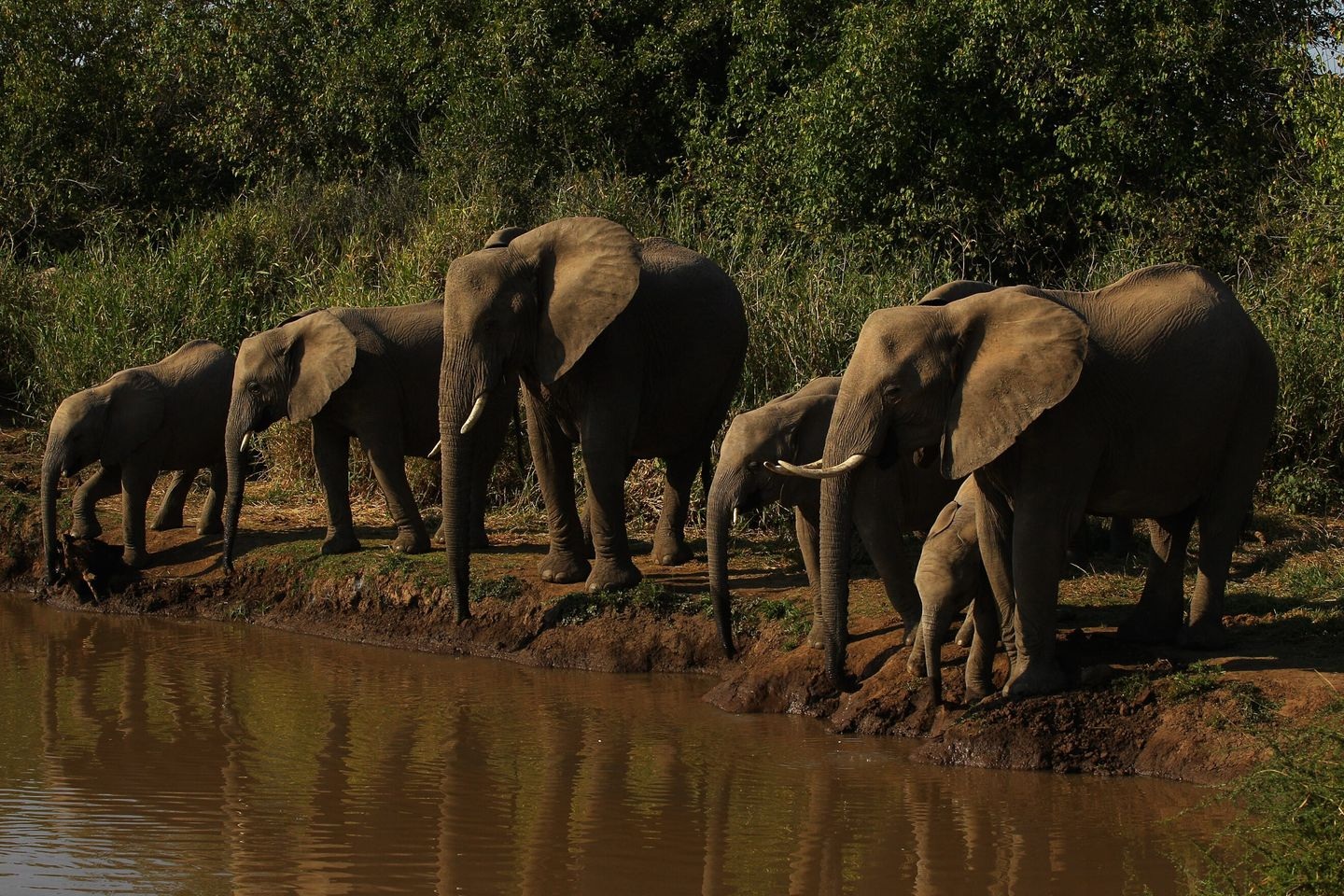 Botswana hiện có 130.000 con voi (Ảnh: Getty).